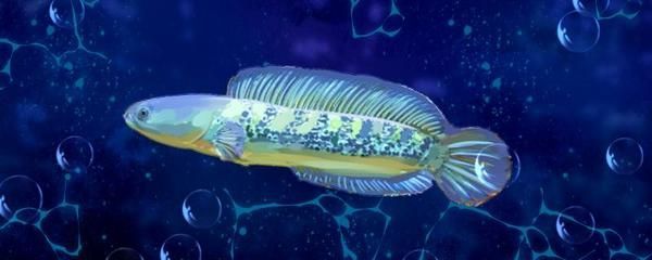 奶茶雷龍魚需要加熱棒嗎：奶茶雷龍魚需要加熱棒嗎， 奶茶雷龍魚需要加熱棒嗎：奶茶雷龍魚需要加熱棒嗎， 龍魚百科 第2張