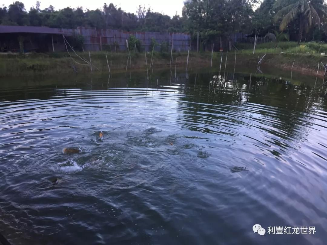 紅龍魚養殖場地址在哪里：廣東龍魚繁殖基地排名,印尼紅龍魚養殖場介紹