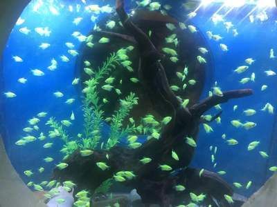 南京水族館（南京海底世界的特色動物）