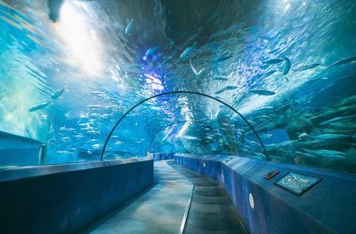 南京水族館（南京海底世界的特色動物）