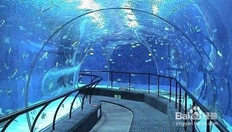 南京水族館（南京海底世界的特色動物）