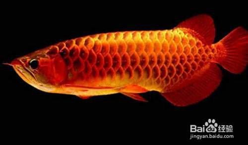 龍魚黑鱗病如何治療？