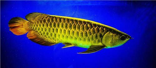 最美金龍魚（最美金龍魚不僅是水族箱中的觀賞佳品，也是文化和信仰中的吉祥象征）