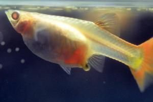 魚缸過濾器選購指南:自制魚缸過濾器魚缸上置過濾器對于養魚愛好者的必備知識 魚飼料存儲容器清潔指南:魚飼料存儲容器清潔指南, 龍魚百科 魚飼料存儲容器清潔指南:魚飼料存儲容器清潔指南, 魚飼料存儲容器清潔指南:魚飼料存儲容器清潔指南, 龍魚百科