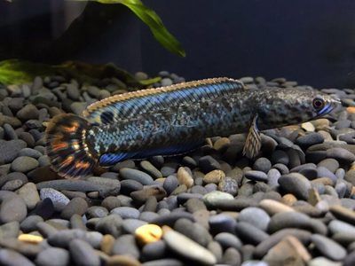 雷龍魚身上有白霜怎么治，雷龍魚水質(zhì)改善的具體步驟
