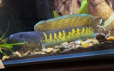 雷龍魚身上有白霜怎么治，雷龍魚水質(zhì)改善的具體步驟