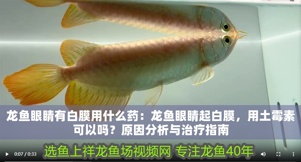 龍魚眼睛有白膜用什么藥：龍魚眼睛起白膜，用土霉素可以嗎？原因分析與治療指南