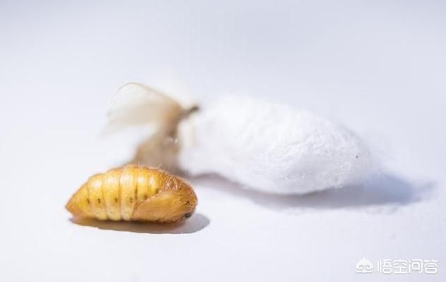 龍魚可以喂蠶蛹嗎（龍魚可以喂食蠶蛹，但需注意蠶蛹的變質問題和喂食量）