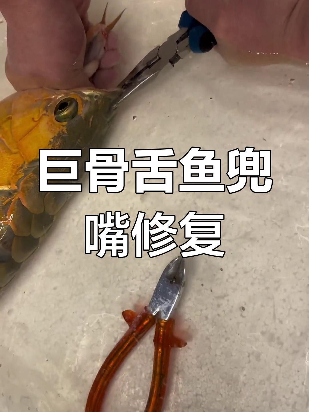 龍魚兜嘴能自然恢復(fù)嗎？