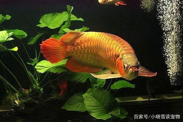 紅龍魚體色變化的原因分析：紅龍魚體色變化的原因及影響因素