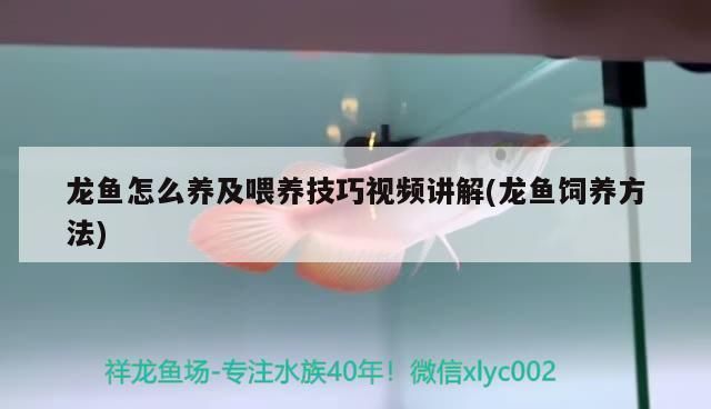 龍魚關燈就打架：龍魚關燈后打架怎么辦