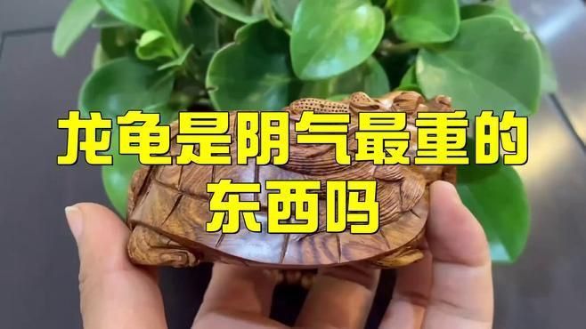 龍龜可以鎮宅辟邪嗎？