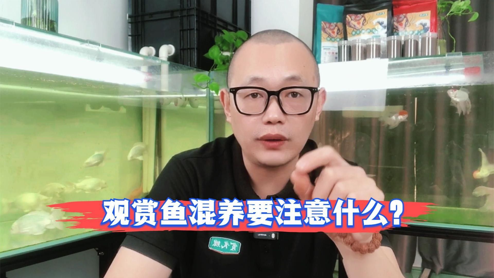 如何判斷哪種魚適合混養(yǎng)