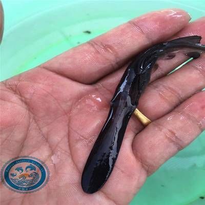鴨嘴魚苗日常健康管理要點：如何判斷鴨嘴魚苗健康狀況，鴨嘴魚苗飼料選擇指南，鴨嘴魚苗常見疾病防治方法
