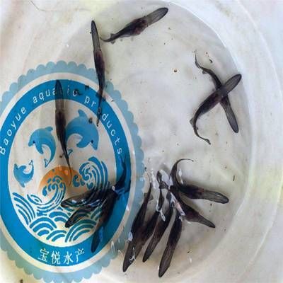 鴨嘴魚苗日常健康管理要點：如何判斷鴨嘴魚苗健康狀況，鴨嘴魚苗飼料選擇指南，鴨嘴魚苗常見疾病防治方法