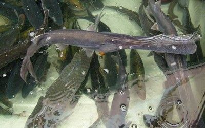 鴨嘴魚苗日常健康管理要點(diǎn)：如何判斷鴨嘴魚苗健康狀況，鴨嘴魚苗飼料選擇指南，鴨嘴魚苗常見疾病防治方法
