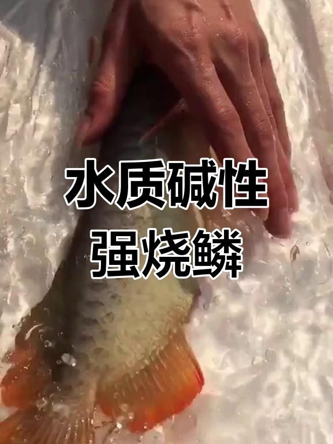 龍魚鱗片拔除后多久會恢復