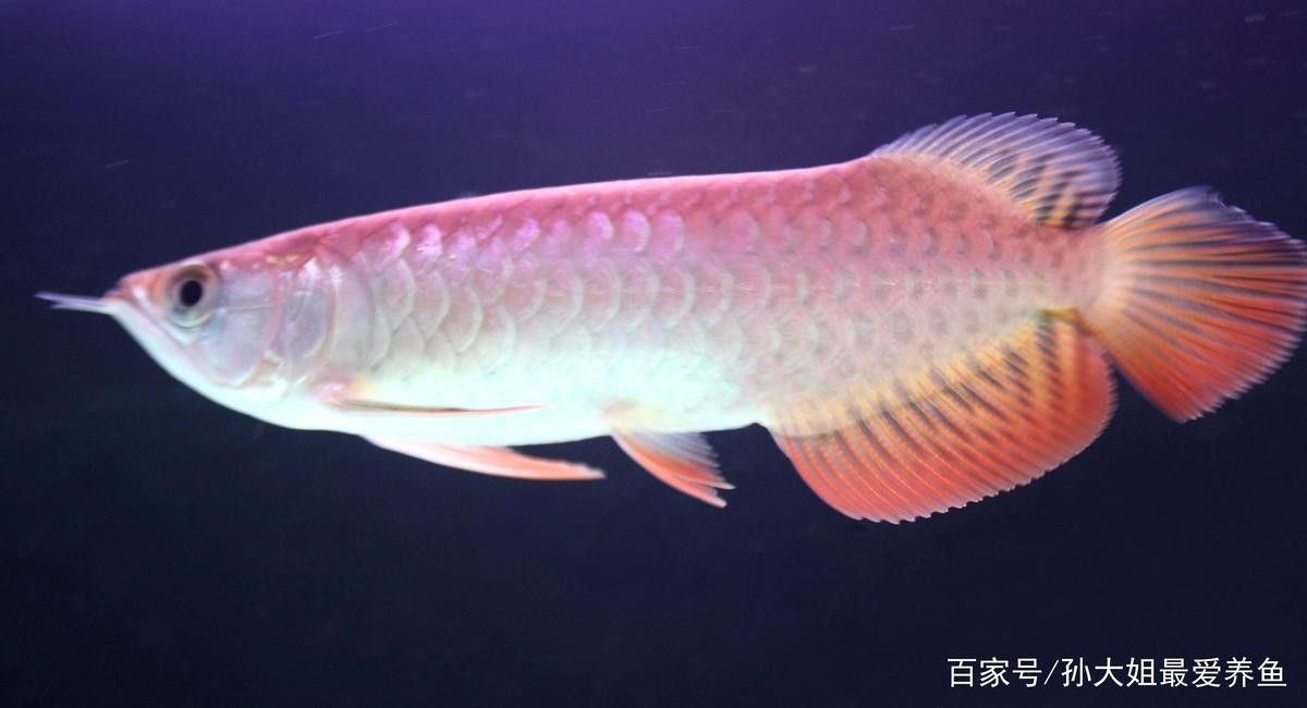 龍魚市場的主要玩家有哪些