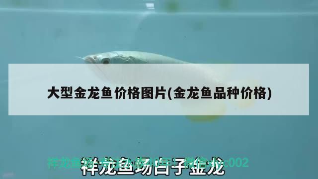 大型金龍魚價格圖片(金龍魚品種價格)