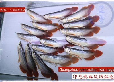 龍魚哪個漁場的最好養活（選擇容易養活的龍魚漁場是一個綜合性的綜合性的問題）