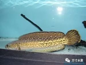 雷龍魚的顏色有幾種，雷龍魚的顏色變種介紹雷龍魚的顏色變種介紹