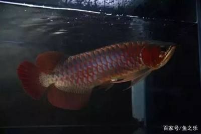治療龍魚兜嘴最好的方法是什么（龍魚兜嘴怎么辦）