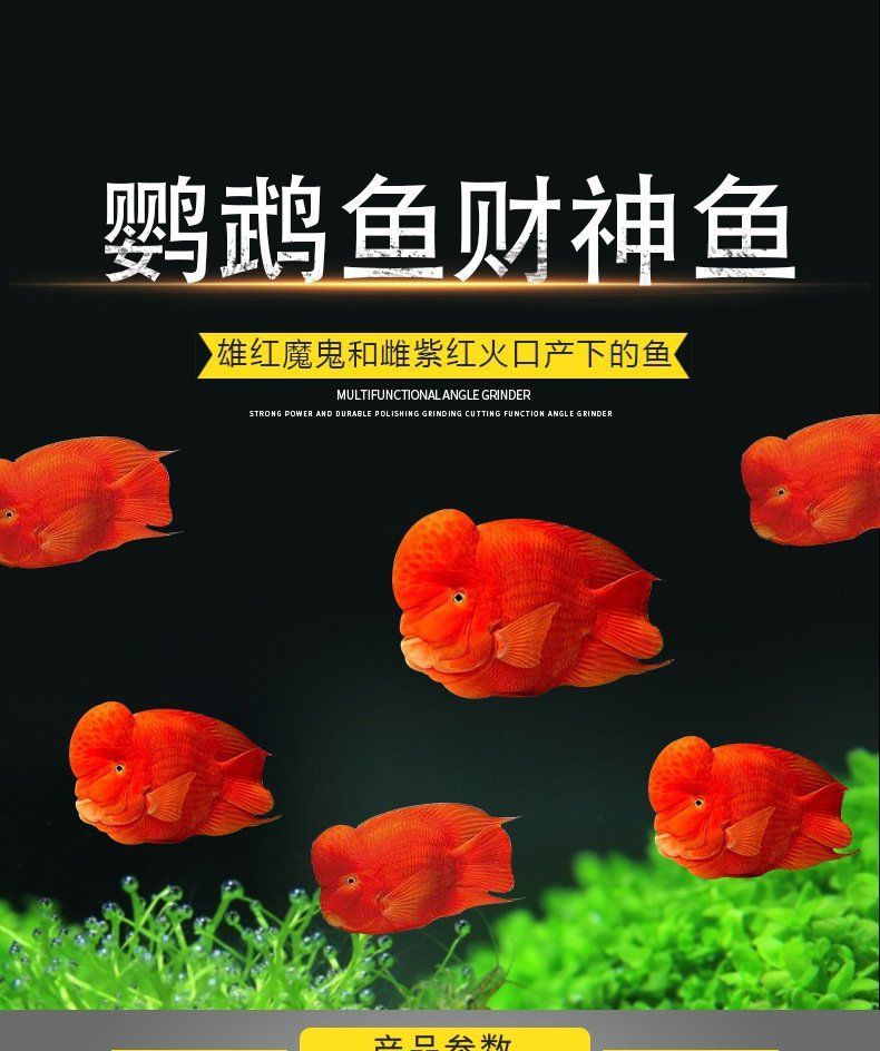 藍面財神種魚一條多少錢