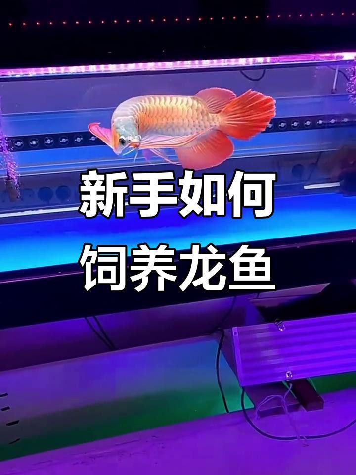 福龍王龍魚的飼養(yǎng)難度如何？