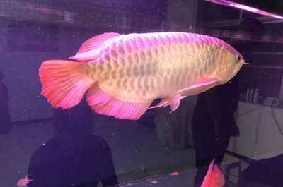 金龍魚一天開幾個小時燈：金龍魚一天開幾個小時燈的內容：金龍魚一天開幾個小時燈