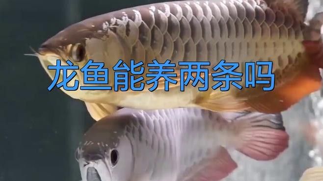 紅龍魚和金龍魚哪個兇猛 紅龍魚和金龍魚哪個兇猛 龍魚百科 第5張