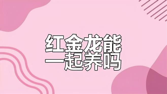 紅龍魚和金龍魚哪個兇猛 紅龍魚和金龍魚哪個兇猛 龍魚百科 第6張