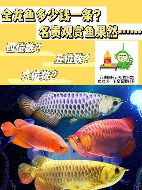 金龍魚(yú)一般多少錢(qián)一條價(jià)格 金龍魚(yú)一般多少錢(qián)一條價(jià)格 龍魚(yú)百科 第6張