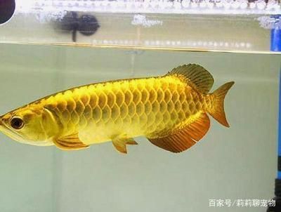 紅龍魚適合什么水質硬度？