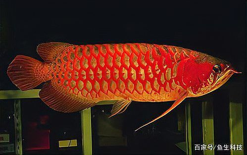 紅龍魚那種品種最好看