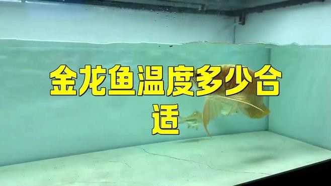 過背金龍魚多久適應新水溫？