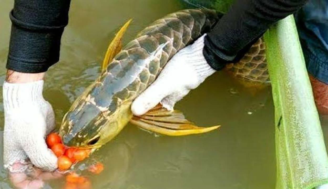 金龍魚產卵是從哪里出來的？：金魚產卵在水草上嗎