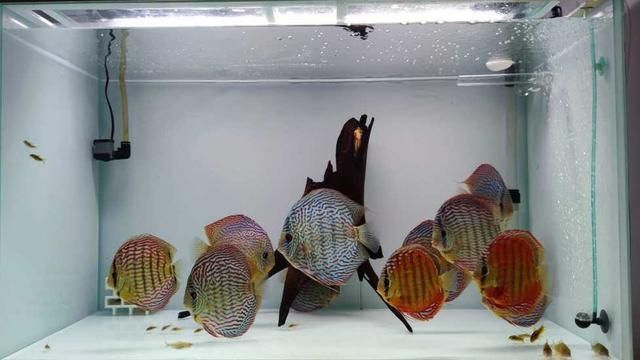 龍魚配七彩神仙魚能繁殖嗎：龍魚和七彩神仙魚可以混養(yǎng)嗎 龍魚配七彩神仙魚能繁殖嗎：龍魚和七彩神仙魚可以混養(yǎng)嗎 龍魚百科 第1張