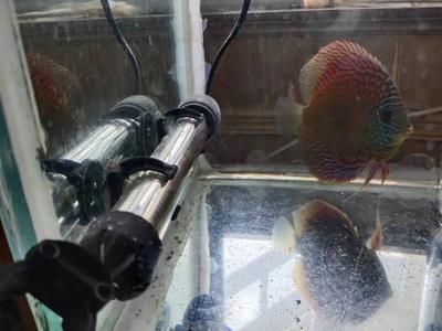 龍魚配七彩神仙魚能繁殖嗎：龍魚和七彩神仙魚可以混養(yǎng)嗎 龍魚配七彩神仙魚能繁殖嗎：龍魚和七彩神仙魚可以混養(yǎng)嗎 龍魚百科 第3張