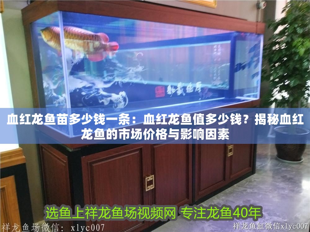 血紅龍魚苗多少錢一條：血紅龍魚值多少錢？揭秘血紅龍魚的市場價格與影響因素