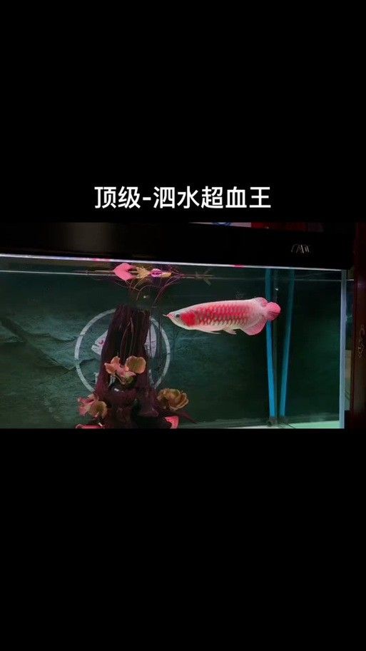 泗水紅龍魚的市場價格波動大嗎？