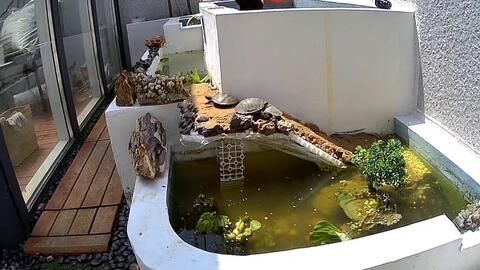 龍魚一會趴缸一會游動正常嗎怎么回事：龍魚趴缸和游動情況可能由多種因素引起龍魚情緒緊張 龍魚一會趴缸一會游動正常嗎怎么回事：龍魚趴缸和游動情況可能由多種因素引起龍魚情緒緊張 龍魚百科 第3張