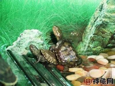 龍魚一會趴缸一會游動正常嗎怎么回事：龍魚趴缸和游動情況可能由多種因素引起龍魚情緒緊張 龍魚一會趴缸一會游動正常嗎怎么回事：龍魚趴缸和游動情況可能由多種因素引起龍魚情緒緊張 龍魚百科 第1張