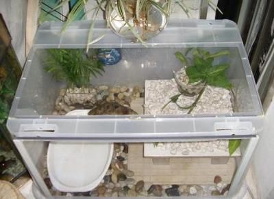 龍魚一會趴缸一會游動正常嗎怎么回事：龍魚趴缸和游動情況可能由多種因素引起龍魚情緒緊張 龍魚一會趴缸一會游動正常嗎怎么回事：龍魚趴缸和游動情況可能由多種因素引起龍魚情緒緊張 龍魚百科 第2張