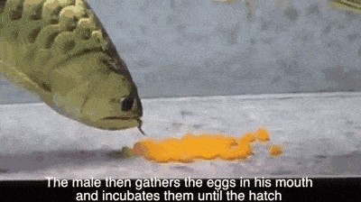 小龍魚會(huì)不會(huì)吃魚卵呢：小龍魚會(huì)吃魚卵嗎