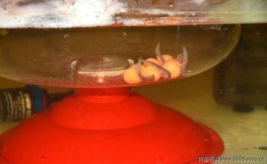 小龍魚會(huì)不會(huì)吃魚卵呢：小龍魚會(huì)吃魚卵嗎