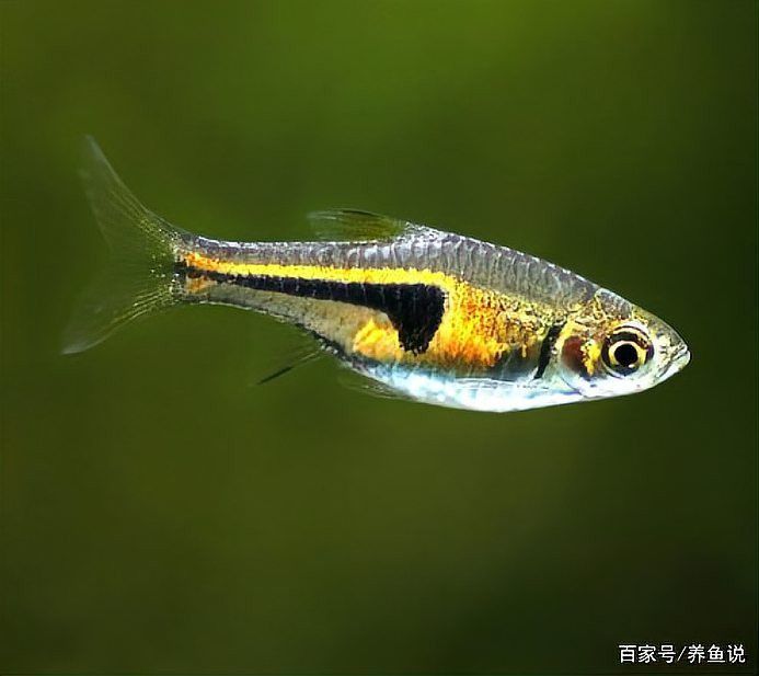 紅龍魚寬身好窄身好瘦怎么回事