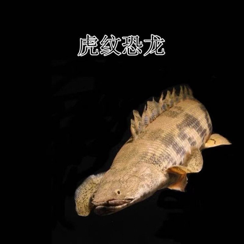 虎斑恐龍魚適合的溫度（虎斑恐龍魚的適宜溫度范圍一般在[需手動填充]至28°c之間[需手動填充]至[需手動填充]） 虎斑恐龍魚適合的溫度（虎斑恐龍魚的適宜溫度范圍一般在[需手動填充]至28°c之間[需手動填充]至[需手動填充]） 龍魚百科 第3張
