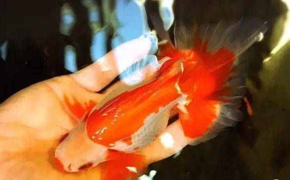 龍魚燒尾如何治療？ 龍魚燒尾如何治療？ 龍魚百科 第5張