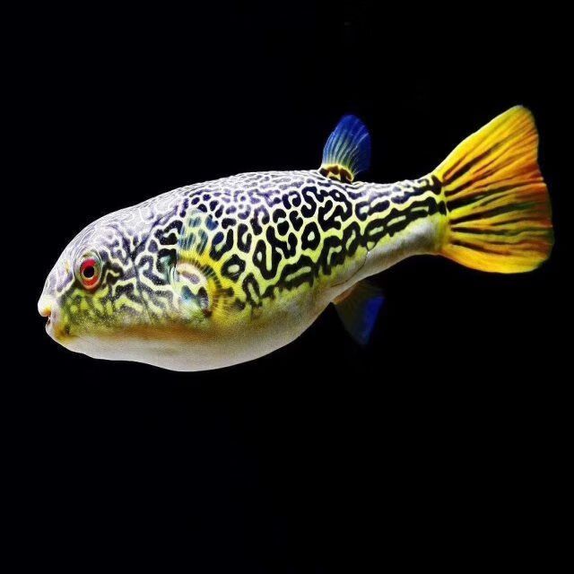 龍魚配魚中層魚(與龍魚混養(yǎng)的中層魚) 龍魚百科 第4張 龍魚配魚中層魚(與龍魚混養(yǎng)的中層魚) 龍魚配魚中層魚(與龍魚混養(yǎng)的中層魚) 龍魚百科 第4張
