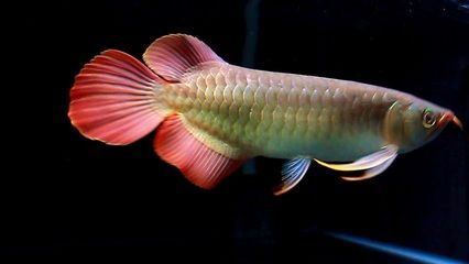 金龍魚怕紅色嗎【金龍魚為什么怕紅色？】